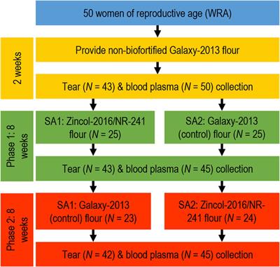 Metabolomic changes in tear fluid following zinc biofortification in the BiZiFED nutritional study: a feasibility study